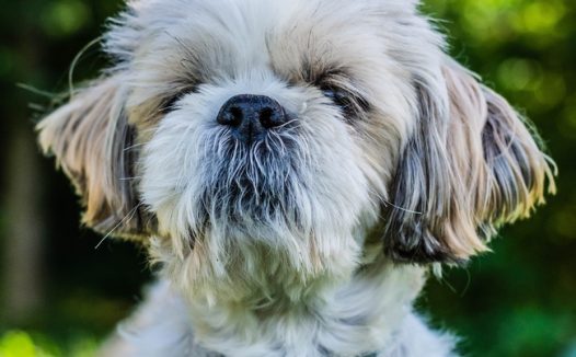 可爱西施犬狗狗图片