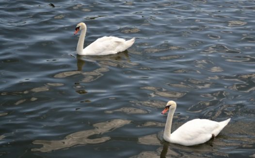 湖中两只白天鹅图片