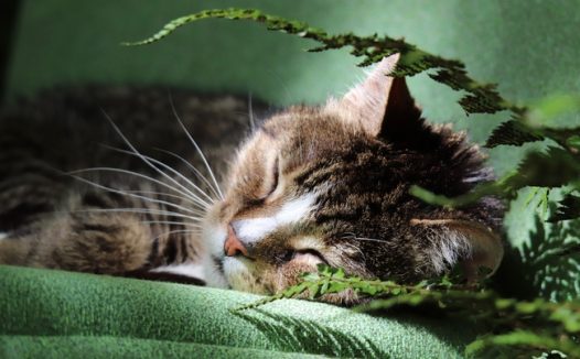 沉睡的小猫咪摄影图片