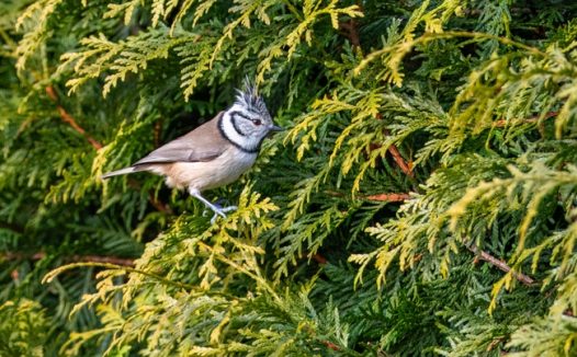 站在松树枝叶上的褐冠山雀图片