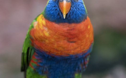 澳洲彩虹鹦鹉摄影图片