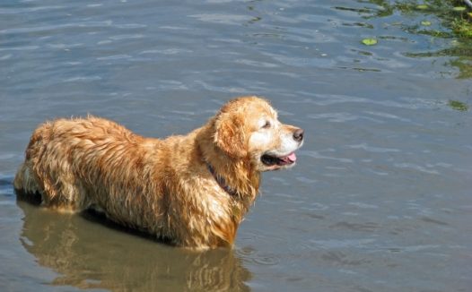 导盲犬金毛图片