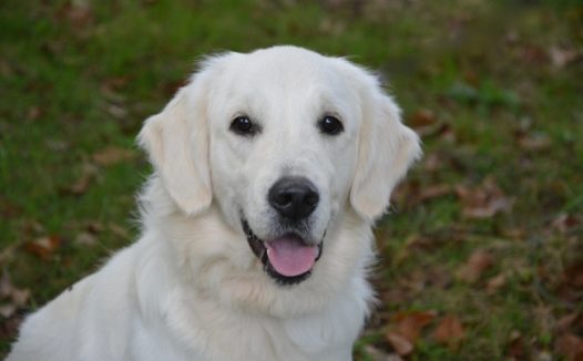 金毛猎犬头像图片