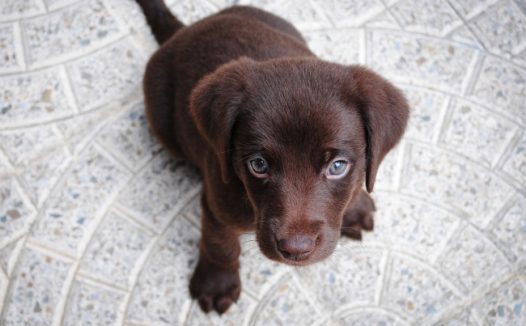拉布拉多幼犬图片
