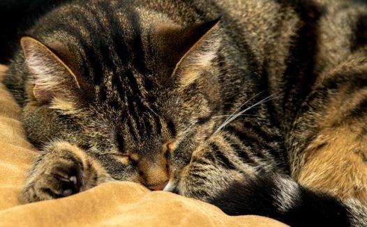 猫咪享受睡觉的图片