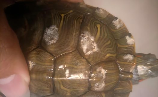 乌龟腐甲了怎么办?这么做自己在家就能处理