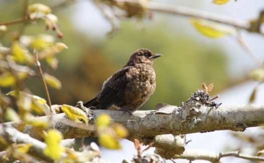 野生小麻雀图片
