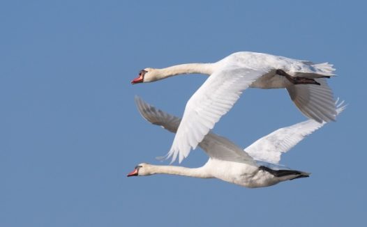 两只天鹅高飞图片