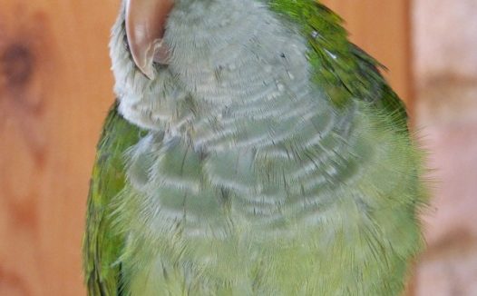 阿根廷和尚鹦鹉图片