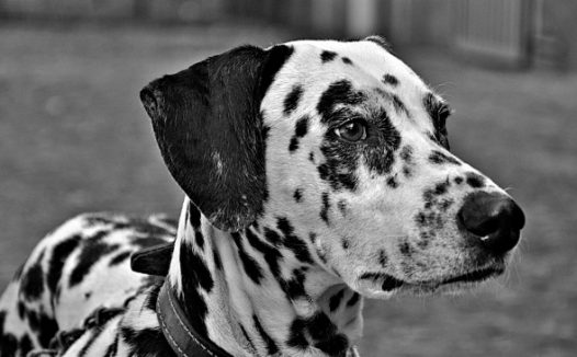 黑白狗狗特写图片