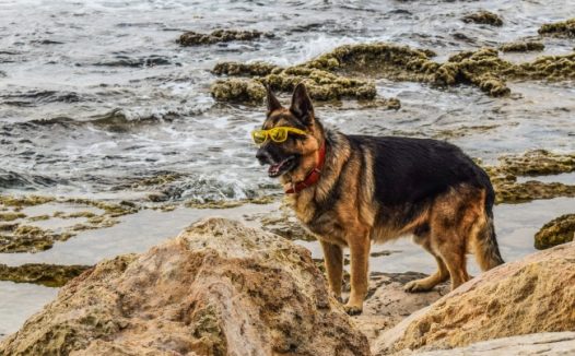 酷帅德国牧羊犬图片