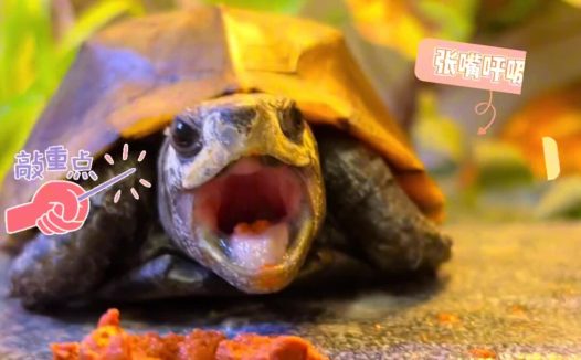 乌龟感冒肺炎如何处理?新手养龟必看