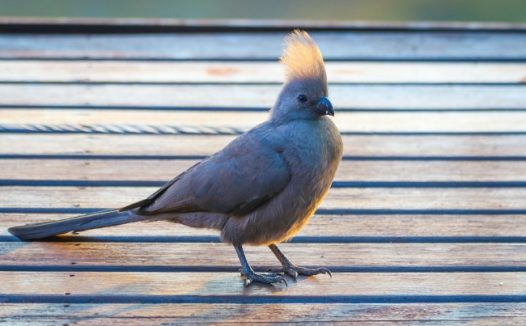 南非灰蕉鹃图片
