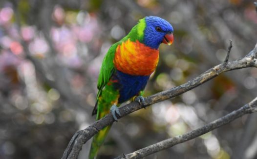 多彩小鹦鹉图片