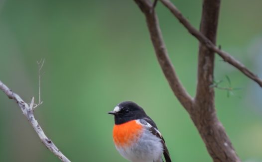 野生猩红知更鸟图片