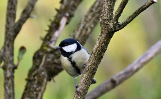 站在树枝上的白脸山雀摄影图片