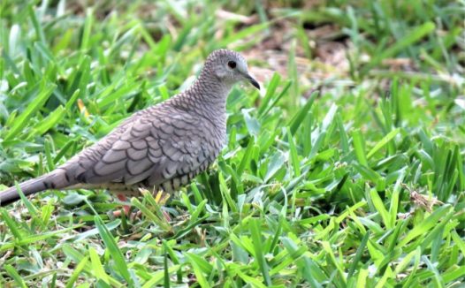 草丛灰鸽子图片