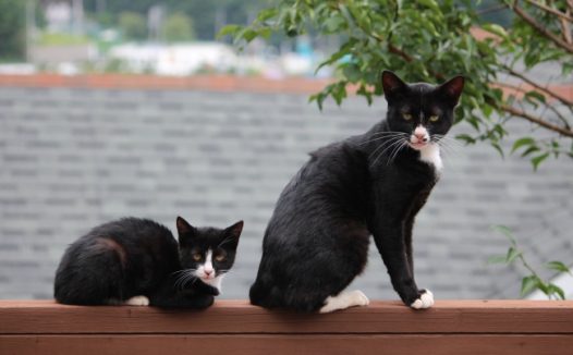 木墙上两只猫咪图片