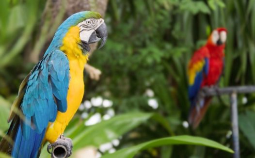 黄色金刚鹦鹉特写图片