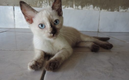 泰国暹罗猫可爱图片