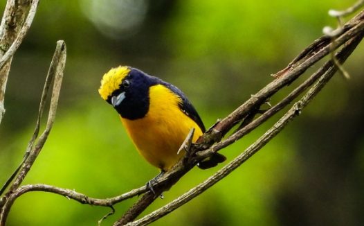 树枝上黄冠悦耳鸟图片