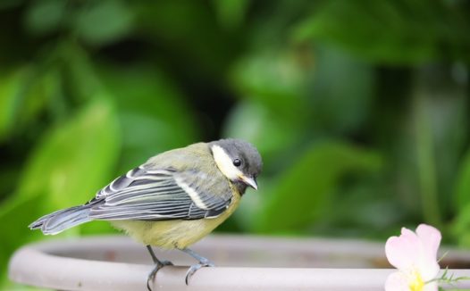 野生大山雀摄影图片