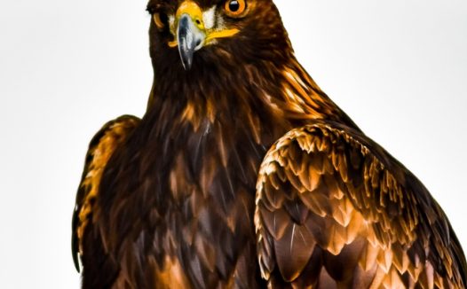 野生海雕猛禽摄影图片