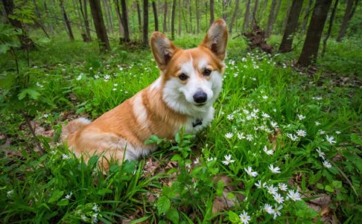 树林里一只柯基犬图片