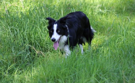 绿草地边境牧羊犬图片