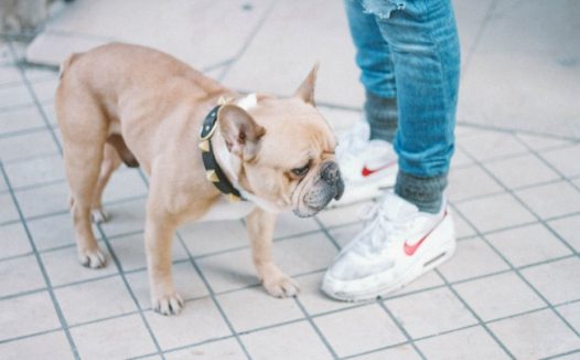 街拍沙皮狗图片