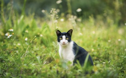 荒野迷路的小猫咪图片
