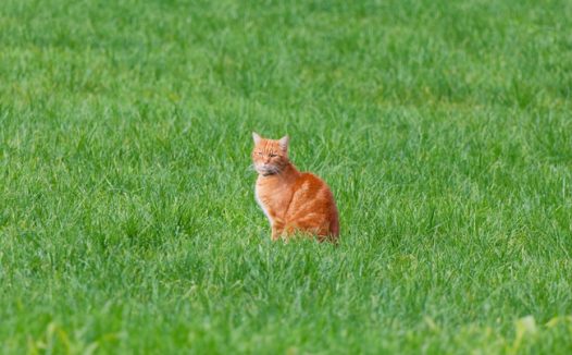 站在绿色草地中央的小肥猫图片