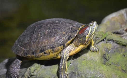 乌龟肺炎的早期症状与家庭护理