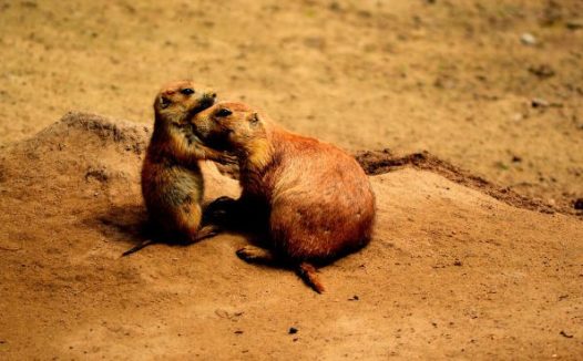 可爱迷你小仓鼠图片