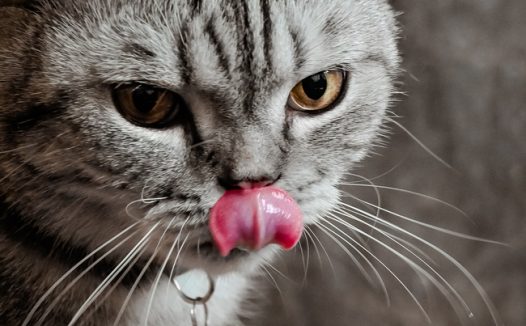 可爱小猫咪伸舌头卖萌图片