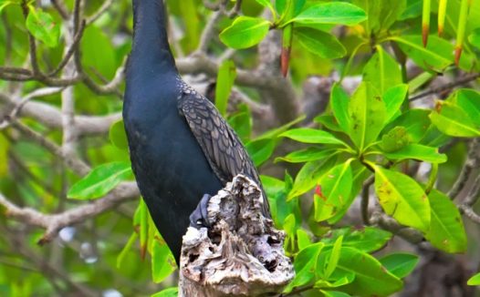 热带树林野生鸬鹚图片