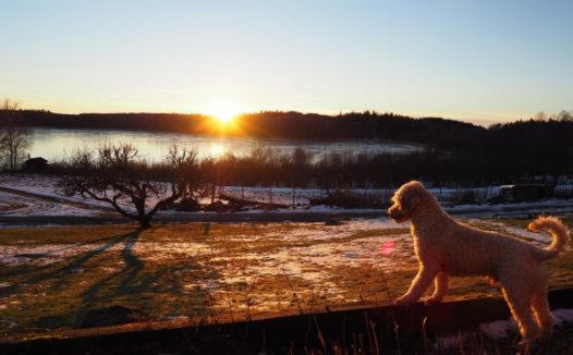 宠物狮子狗图片