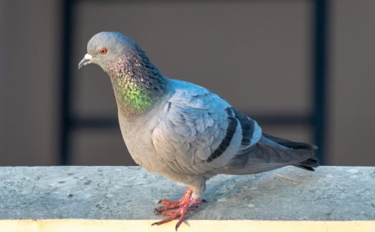 停歇在水泥面上的信鸽图片
