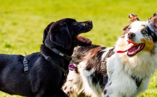 两只拉布拉多狗图片