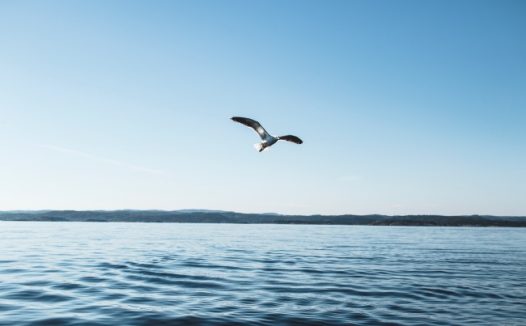 一只海鸥飞翔图片