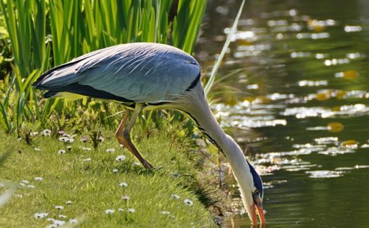 河边喝水的野生苍鹭摄影图片