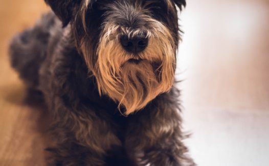 趴在地上的迷你雪纳瑞犬图片