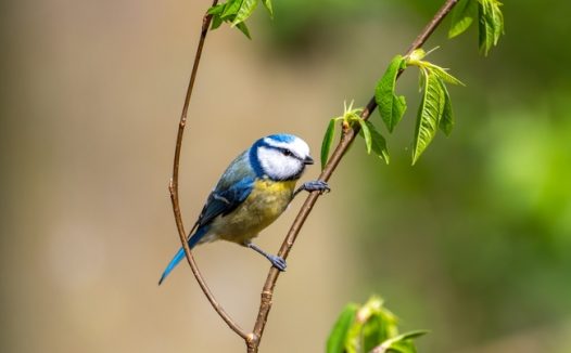 站在嫩枝上的蓝冠山雀摄影图片