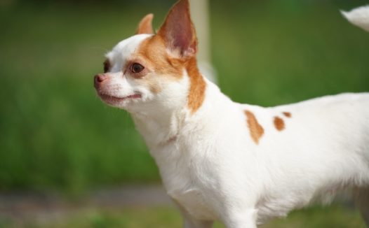 可爱呆萌宠物犬狗狗图片