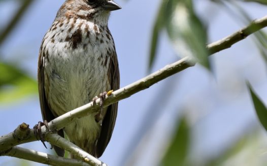 站在树枝上的野生山麻雀图片