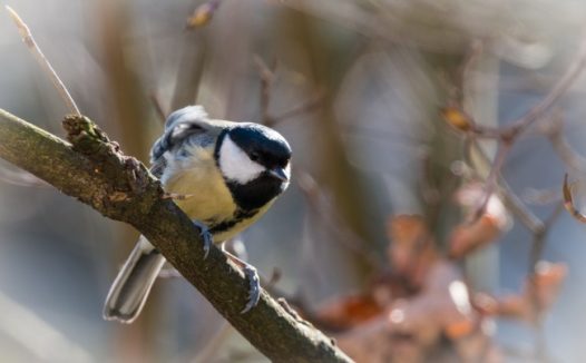 可爱喜鹊摄影图片