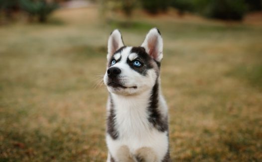 黑白杂毛色小狗狗图片