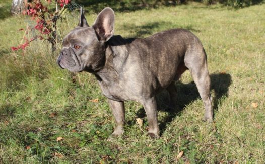 灰色法国斗牛犬图片