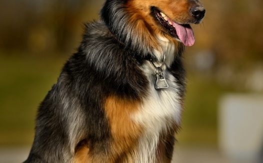 蹲坐在地上的黑色德国牧羊犬图片