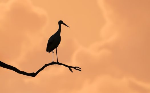 日暮黄昏枯枝飞禽剪影摄影图片